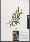 Foto von Salix nigra Marshall